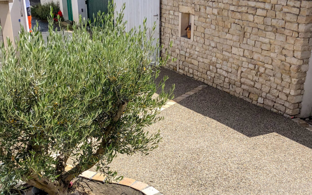 Cour intérieure en béton lavé et pavés avec arbuste